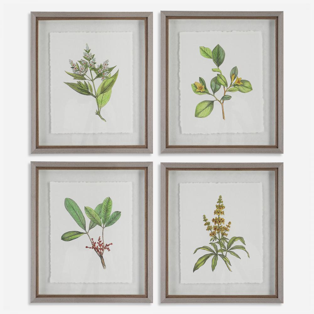 Wildflower Study Framed Prints, S/4