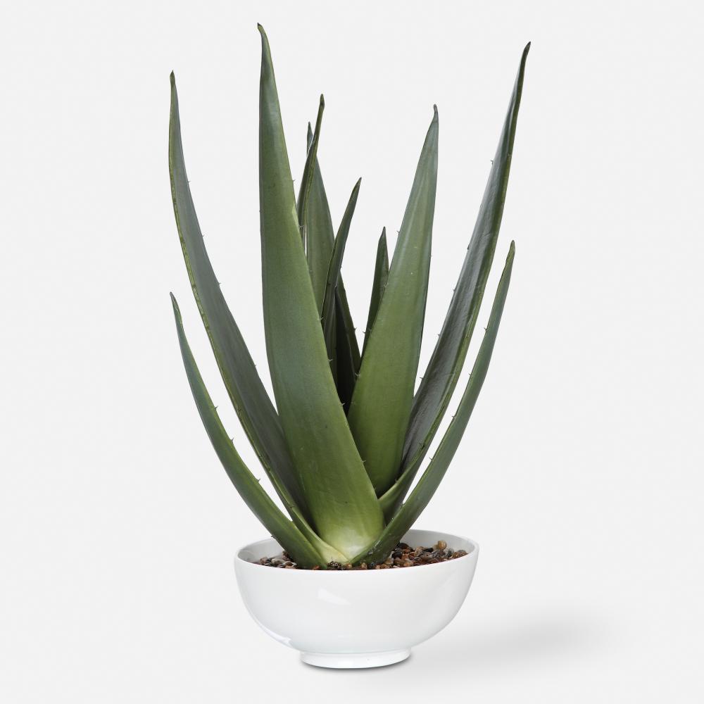 Evarado Aloe Planter