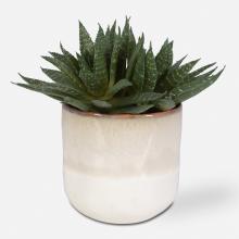 Uttermost 60213 - Uttermost Doha Succulent Accent